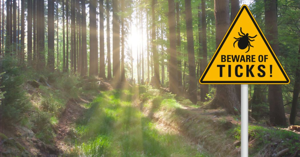 Don't Let Ticks Bug You: Lyme Disease Symptoms and Treatment Photo